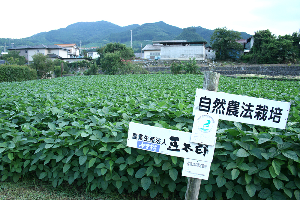 自然農法栽培豆太郎