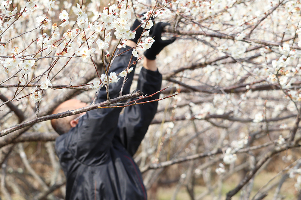 自然農法で梅を栽培する吉田漬物の吉田さん